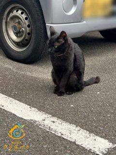 ご近所　ねこちゃん