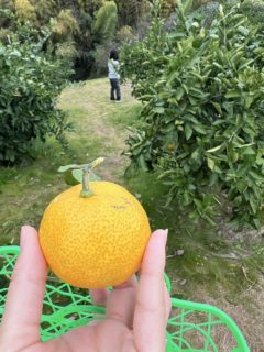 みかん狩り　貝塚市