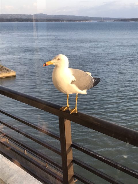 夕方の珍客